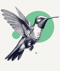 Vintage engraving of a hummingbird