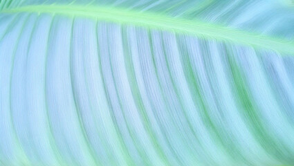 Close-up of a light green leaf with soft texture and delicate veins