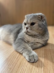 Cute cat relaxing resting at home on the floor 