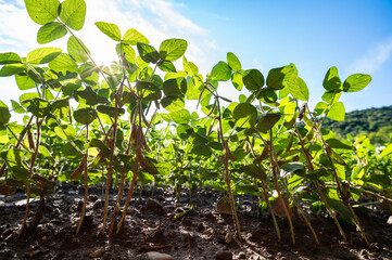 Soybean field, with soybean plants that are growing
