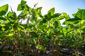 Soybean field, with soybean plants that are growing
