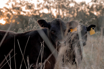 Curious calves in a field at sunset. Dry long grass. Australian Cattle. Beef cows and calves...
