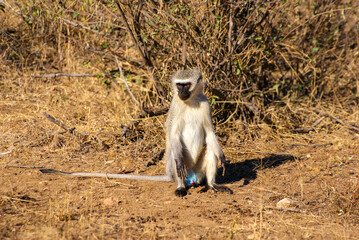 Vervet monkey in south Africa. 