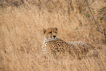 cheetah in the savannah