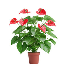 Obraz premium Vibrant red Anthurium plant in decorative pot with glossy green leaves