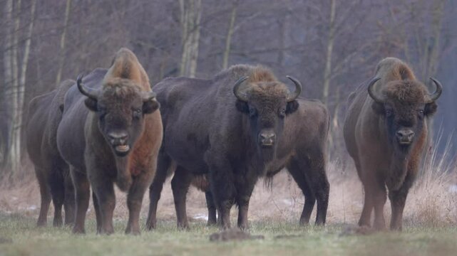Poland snow winter wildlife. Europhean Bison, Bison bonasus, big brown animal in the nature habitat, s, Bialowieza NP, Poland. Wildlife scene from nature. Big brown European bison. Sunset light.