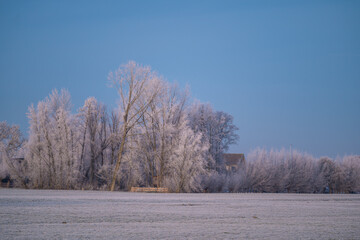 Trees covered in ice crystals early in the morning. It is extremely cold in the Netherlands during the winter