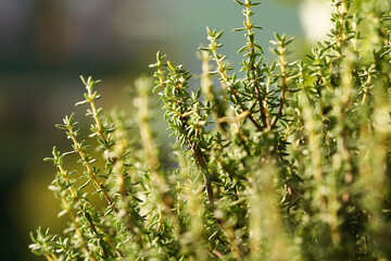 Fototapeta premium Fresh thyme plant growing outdoors, close up