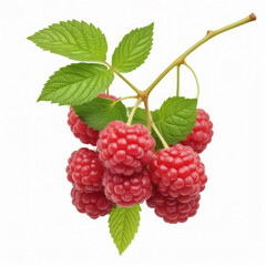 Berries of ripe raspberries  on white  background