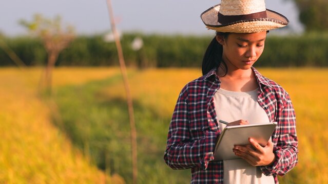 Asian woman monitors the growth of rice plants, records results on a tablet, and applies smart farming concepts.