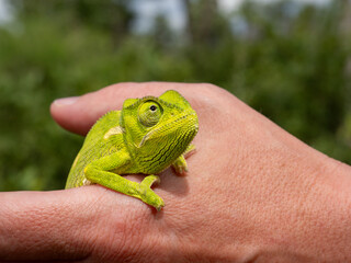 Lappenchamäleon (Chamaeleo dilepis)