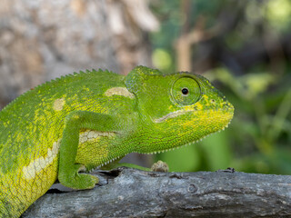 Lappenchamäleon (Chamaeleo dilepis)