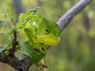 Lappenchamäleon (Chamaeleo dilepis)