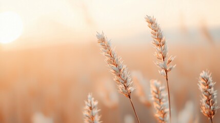 Fototapeta premium Delicate wheat stalks illuminated by the warm glow of sunset, creating a serene and tranquil nature atmosphere.