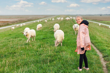 Kid walk have fun with many grazing sheep herd scene dyke green field pasture meadow grassland at...
