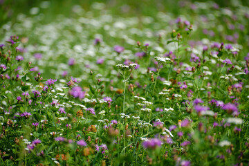 Fototapeta premium Blooming flowers on a grassland