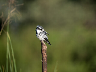 Graufischer (Ceryle rudis)