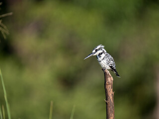 Graufischer (Ceryle rudis)