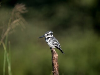 Graufischer (Ceryle rudis)