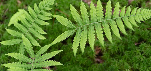 苔の森に生えるシダ植物