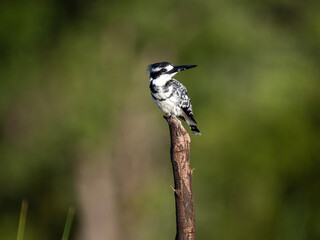 Graufischer (Ceryle rudis)