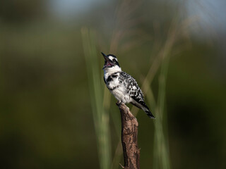 Graufischer (Ceryle rudis)