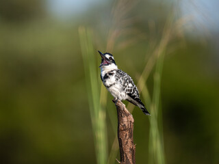 Graufischer (Ceryle rudis)