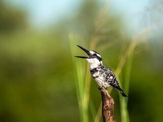 Graufischer (Ceryle rudis)