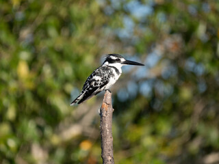 Graufischer (Ceryle rudis)