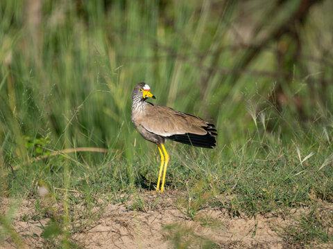Senegalkiebitz (Vanellus senegallus)