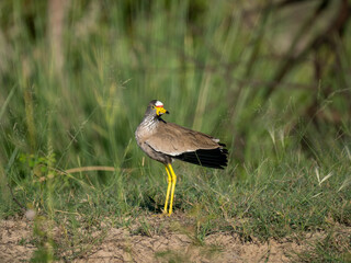 Senegalkiebitz (Vanellus senegallus)