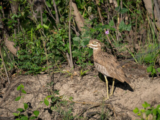 Fototapeta premium Wassertriel (Burhinus vermiculatus)
