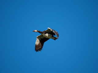 Obraz premium Sporngans (Plectropterus gambensis)