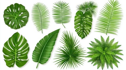 Tropical Leaf Collection  Green Palm  Banana  Monstera  Fern  Isolated  White Background