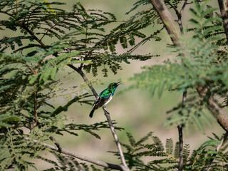 Weißbauch-Nektarvogel (Cinnyris talatala) © Lothar Lenz