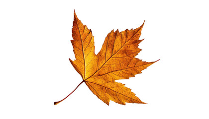Fototapeta premium A single, dry, orange maple leaf with a red stem isolated against a black background.