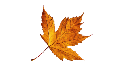 A single, dry, orange maple leaf with a red stem isolated against a black background.