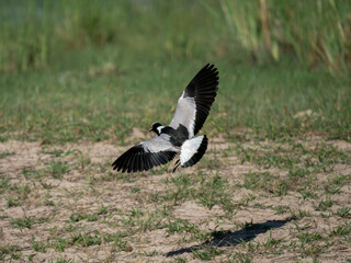 Schmiedekiebitz, Waffenkiebitz (Vanellus armatus)