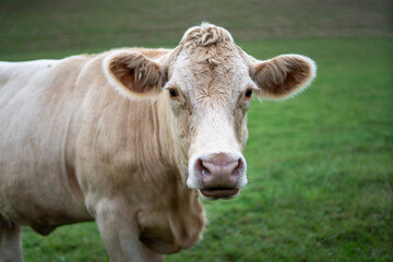 A cow stands in a green meadow and looks directly into the camera