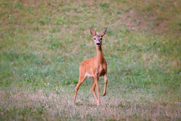 Roe deer doe on a grass filed