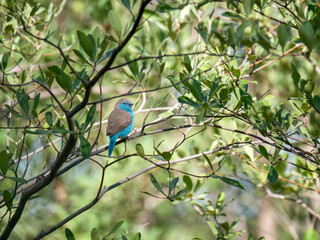 Fototapeta premium Blauastrild (Uraeginthus angolensis), Angola-Schmetterlingsfink