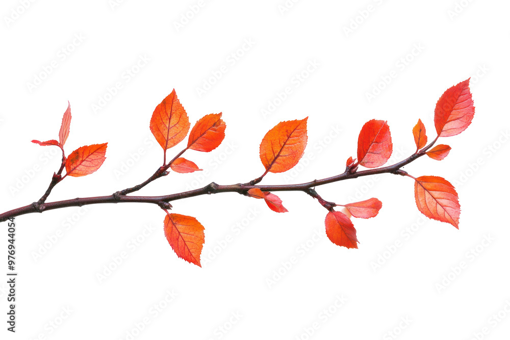 Wall mural a close-up of a branch with red and orange leaves against a black background.