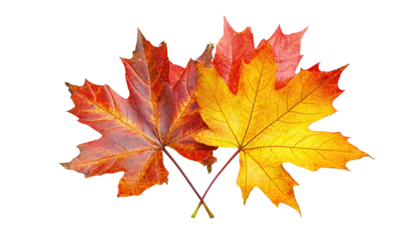 A close-up image of two vibrant, autumn maple leaves against a black background.