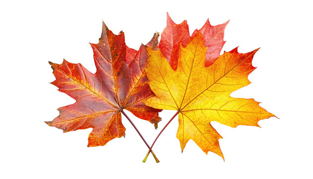 A close-up image of two vibrant, autumn maple leaves against a black background.
