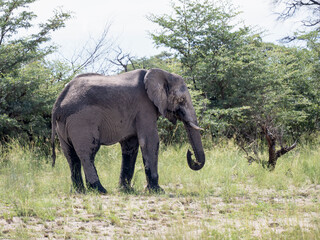 Fototapeta premium Afrikanischer Elefant (Loxodonta africana)