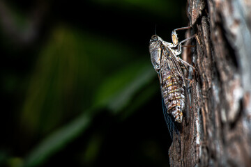 Macro Details of a Camouflaged Cicada on a Tree