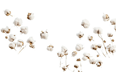 Flying cotton flowers on transparent background, png	