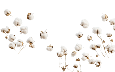Flying cotton flowers on transparent background, png	