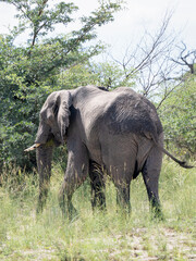Fototapeta premium Afrikanischer Elefant (Loxodonta africana)