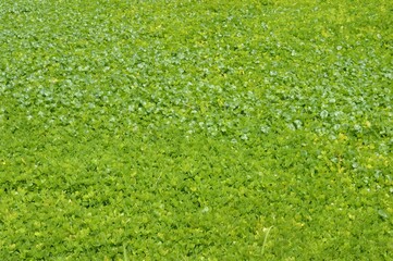 green grass background